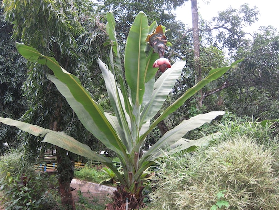 Ensete superbum Cliff Banana Fast Growing Tropical Beauty Very RARE!