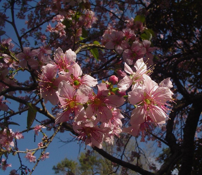 Prunus Cerasoides Puddum 20 Seeds, Wild Himalayan Cherry Fruit Tree, Bonsai image 3