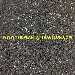 May include: Close-up of a pile of small, black seeds. The seeds are irregularly shaped and have a slightly rough texture. The seeds are a mix of dark brown and black.
