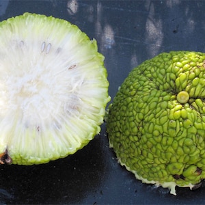 Maclura Pomifera Tree 10 Seeds, Osage Orange Fruit, Hedge Horse Apple