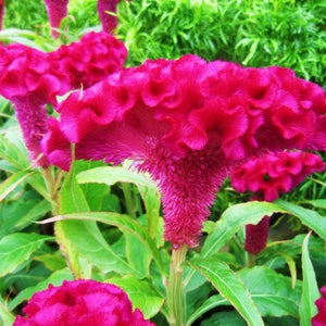 Celosia Cristata Pink, Edible Heirloom Crested Cockscomb, Flowering Plant 50+ Seeds