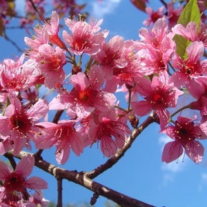 Prunus Cerasoides Puddum 20 Seeds, Wild Himalayan Cherry Fruit Tree, Bonsai image 1