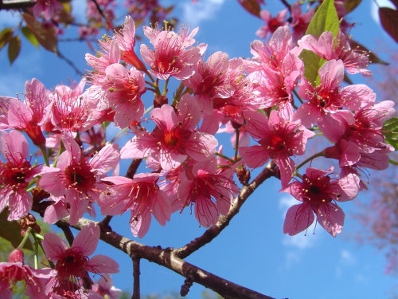 Prunus Cerasoides Puddum 20 Seeds, Wild Himalayan Cherry Fruit Tree, Bonsai image 1