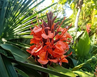 Hedychium Deceptum (Rubrum) 8 Seeds, Cold Hardy Red Ginger Lily