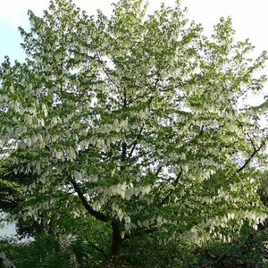 Davidia Involucrata Seed, Hardy Dove Tree, Handkerchief or Ghost Tree, Garden Plants image 4