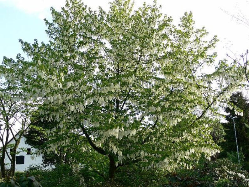 Davidia Involucrata Seed, Hardy Dove Tree, Handkerchief or Ghost Tree, Garden Plants image 4
