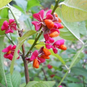 Euonymus Europaea Tree or Shrub 15 Seeds Ornamental Cold Hardy European Spindle image 5