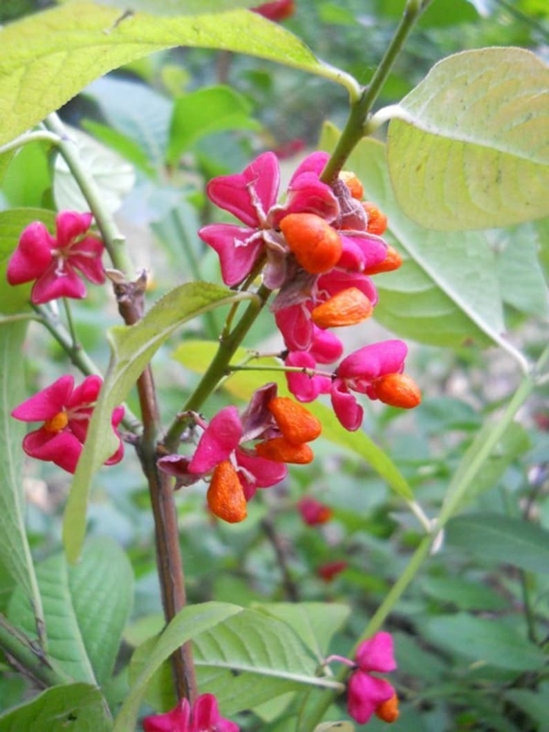 Euonymus Europaea Tree or Shrub 15 Seeds Ornamental Cold Hardy European Spindle image 5