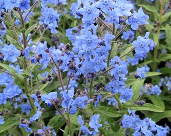 Cynoglossum Amabile 100+ Seeds, Chinese Forget Me Nots, Blue Showers, Hound's Tongue