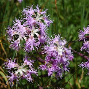 May include: A cluster of pink fringed flowers with white centers bloom in a field of green grass.