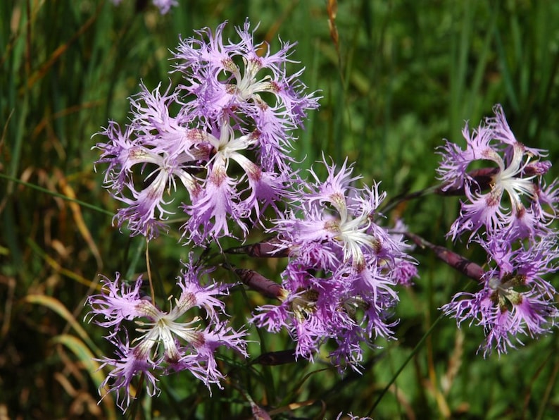 May include: A cluster of pink fringed flowers with white centers bloom in a field of green grass.