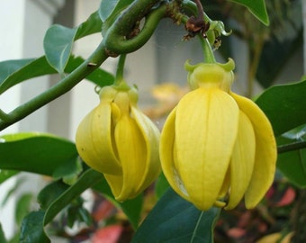 Artabotrys Hexapetalus 5 seeds, Fragrant Ylang Ylang Vine Manorangini