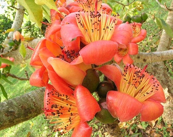 Bombax Ceiba Tree, Edible Red Silk Cotton Fruit 20 Seeds, Deciduous Kopak