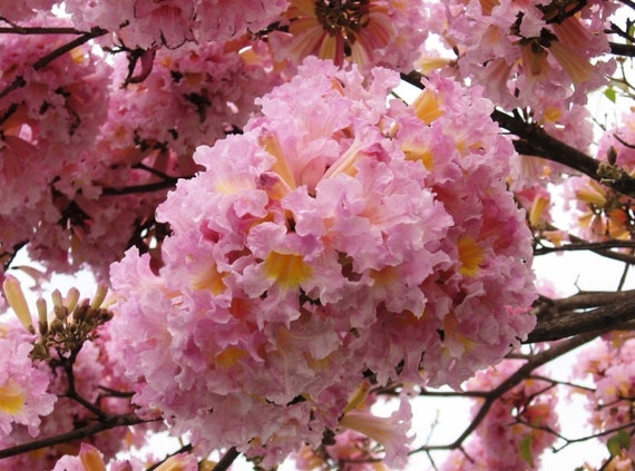 Tabebuia Rosea Pink Trumpet Tree Seeds – 100 White Flowering Seeds, Subtropical, USA
