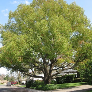 Cinnamomum Camphora Tree 10 Seeds, Camphor Laurel, Camphorwood image 1