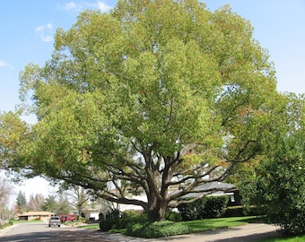 Cinnamomum Camphora Tree 10 Seeds, Camphor Laurel, Camphorwood