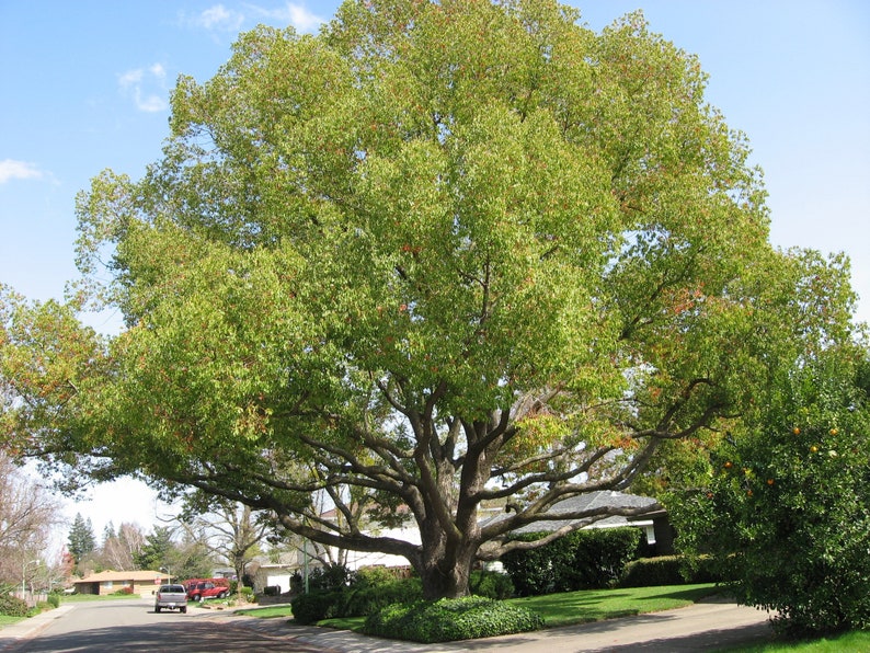 Cinnamomum Camphora Tree 10 Seeds, Camphor Laurel, Camphorwood image 1