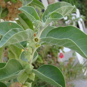 May include: Close-up of a green leafy plant with small white flowers and green seed pods. The plant has a light green stem and is growing in a garden setting.