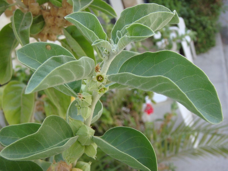 May include: Close-up of a green leafy plant with small white flowers and green seed pods. The plant has a light green stem and is growing in a garden setting.
