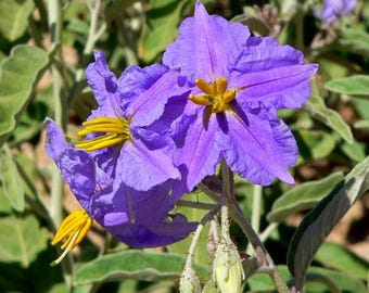 Solanum Virginianum 25 Seeds, Small Shrub Surattense Yellow-Fruit Nightshade Plant