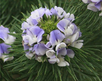 Psoralea Pinnata Shrub, Cold Hardy Kool Aid Bush or Small Tree, 8