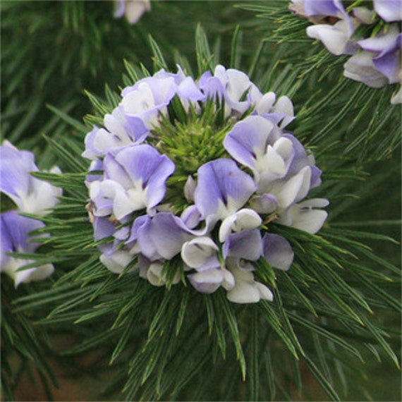 Psoralea Pinnata Shrub, Cold Hardy Kool Aid Bush or Small Tree, 8