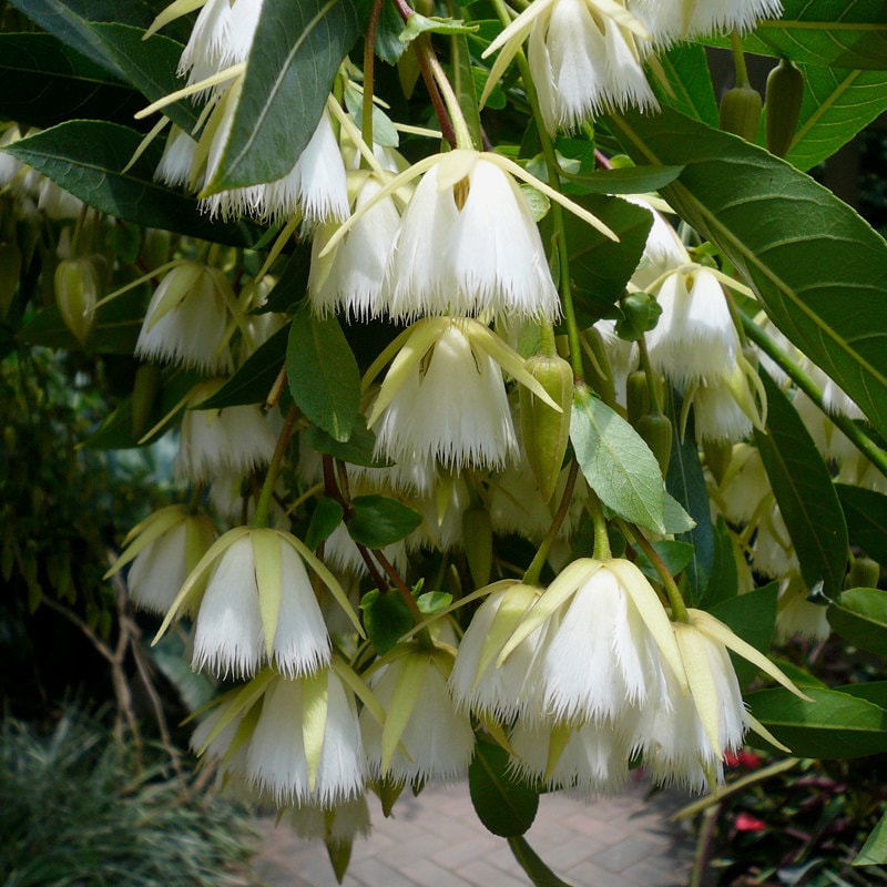 Elaeocarpus Floribundus Tree 4 Seeds, Evergreen Edible Indian Olive, Jolpai, E. tahanensis