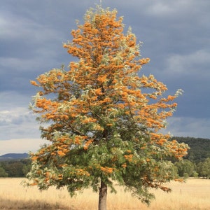 Grevillea Robusta, Southern Silky Oak, Australian Silver Oak Flowering Tree 10 Seeds, Garden Evergreen Landscape image 3