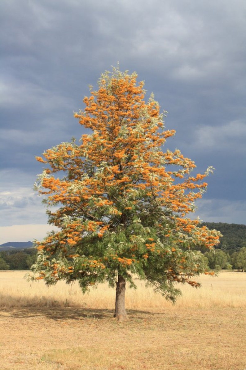 Grevillea Robusta, Southern Silky Oak, Australian Silver Oak Flowering Tree 10 Seeds, Garden Evergreen Landscape image 3