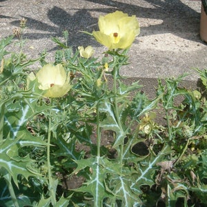Argemone Mexicana 25 Seeds, Mexican Yellow Prickly Poppy Perennial Herb image 3
