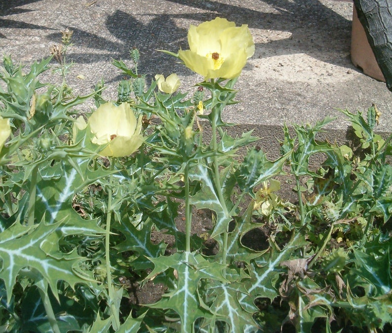 Argemone Mexicana 25 Seeds, Mexican Yellow Prickly Poppy Perennial Herb image 3