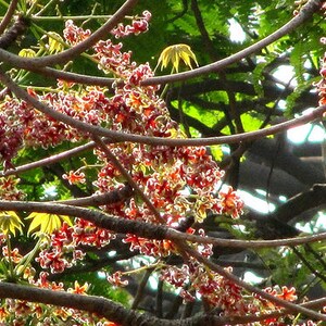Sterculia Foetida Tree 5 Seeds, Java Olive, Wild Indian Almond, Multi ...