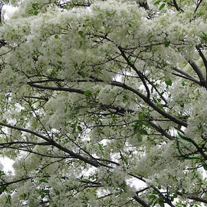 Chionanthus Retusus 10 Seeds, Flowering Chinese Fringe Tree, Bonsai image 3