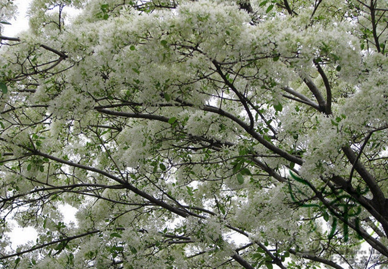 Chionanthus Retusus 10 Seeds, Flowering Chinese Fringe Tree, Bonsai image 3