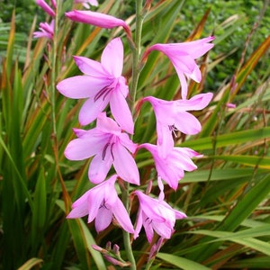 Watsonia Borbonica pink 15 Seeds, Cape Bugle Bulb, Lily Garden Plants image 1
