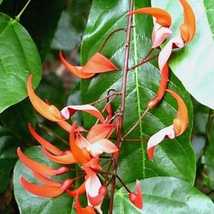 Strongylodon Siderospermus Very Rare Jade Vine Seed, A Protected Species Garden Creeper Climber image 1