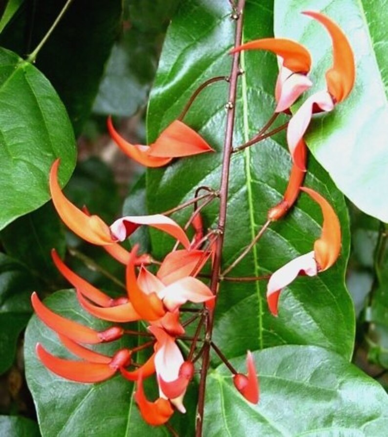 Strongylodon Siderospermus Very Rare Jade Vine Seed, A Protected Species Garden Creeper Climber image 1