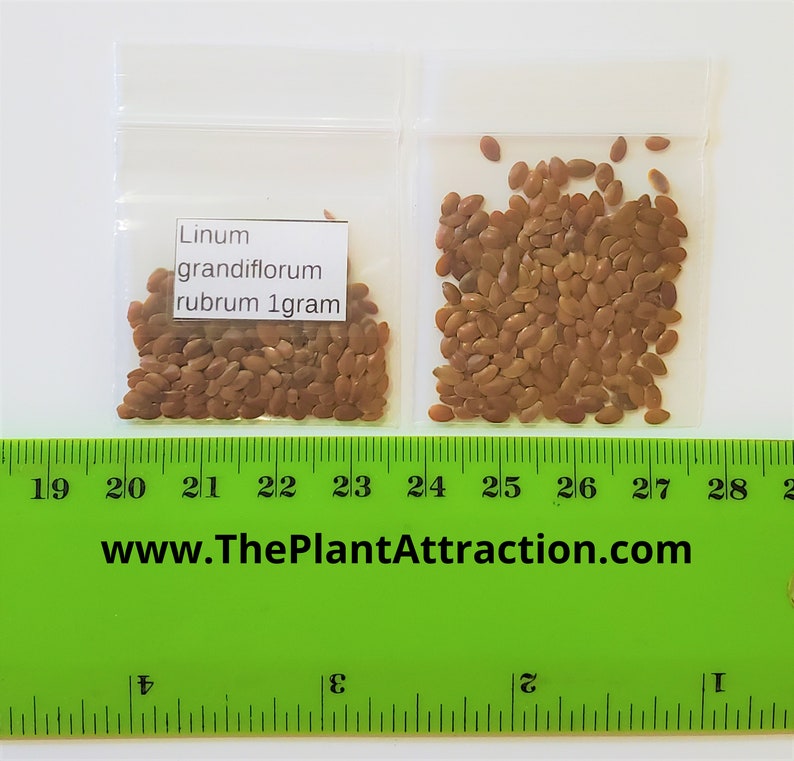 The Plant Attraction Linum Grandiflorum Rubrum Seeds - Thumbnail 5