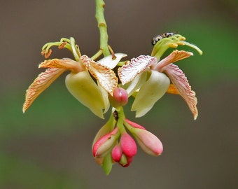 Tamarindus Indica 10 Seeds, Tamarind Fruit And Ornamental Tree, Edible Herb
