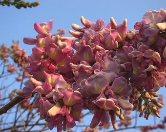 Gliricidia Sepium Flowering Tree 20 Seeds, Nitrogen Fixing Landscape