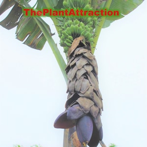 Musa Balbisiana Gigantea 10 Seeds, Bhimkol Wild Cultivar India Banana Fruit