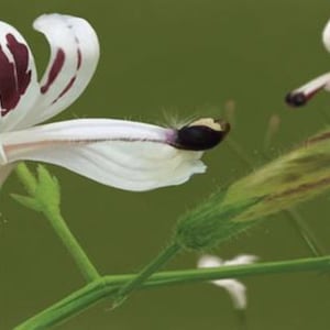 May include: A close-up of a white flower with maroon stripes and a green stem. The flower has a black seed pod in the center.