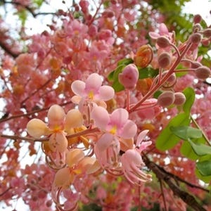Cassia Grandis 15 seeds, Tropical Coral Shower Flowering Tree