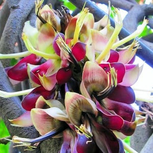 May include: A cluster of vibrant purple, pink, and white flowers with long, thin stems. The flowers are arranged in a circular pattern and have a delicate, almost translucent appearance.