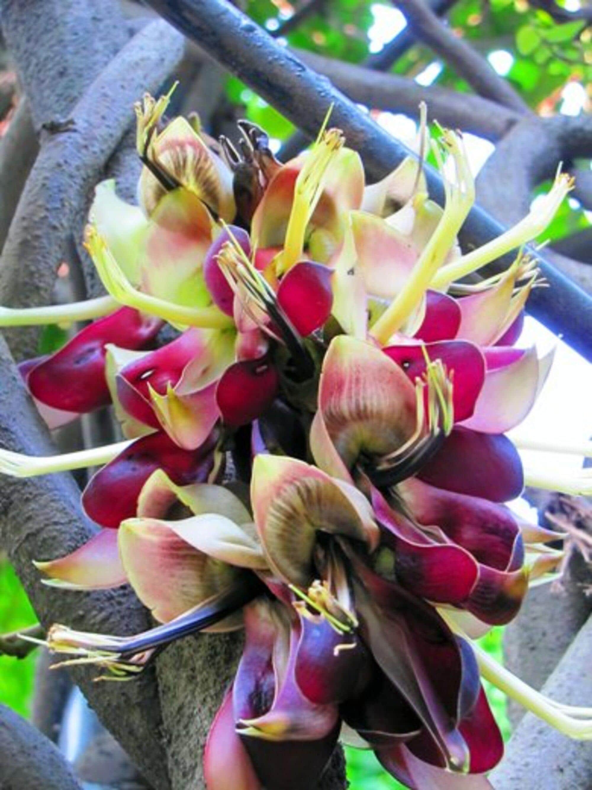 Mucuna Macrocarpa Vine Seed, Rare Rusty Leaf Muunai Beads, Long