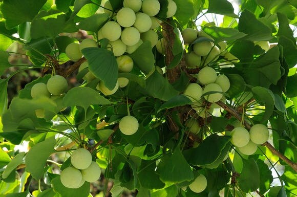 Maidenhair Tree, Ginkgo Tree, Gingko Tree, Ginko Tree  Ginkgo Biloba Germinating Image7321244