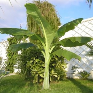 Ensete Glaucum Snow Banana Tree, MUSA Perennial Massive Flower 5 Seeds image 1