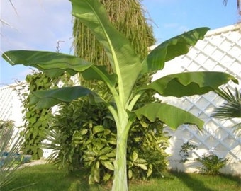 Ensete Glaucum Snow Banana Tree, MUSA Perennial Massive Flower 5 Seeds