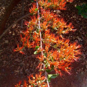 Combretum Microphyllum, Burning Garden Bush or The Flame Creeper Shrub, 5 Seeds image 2