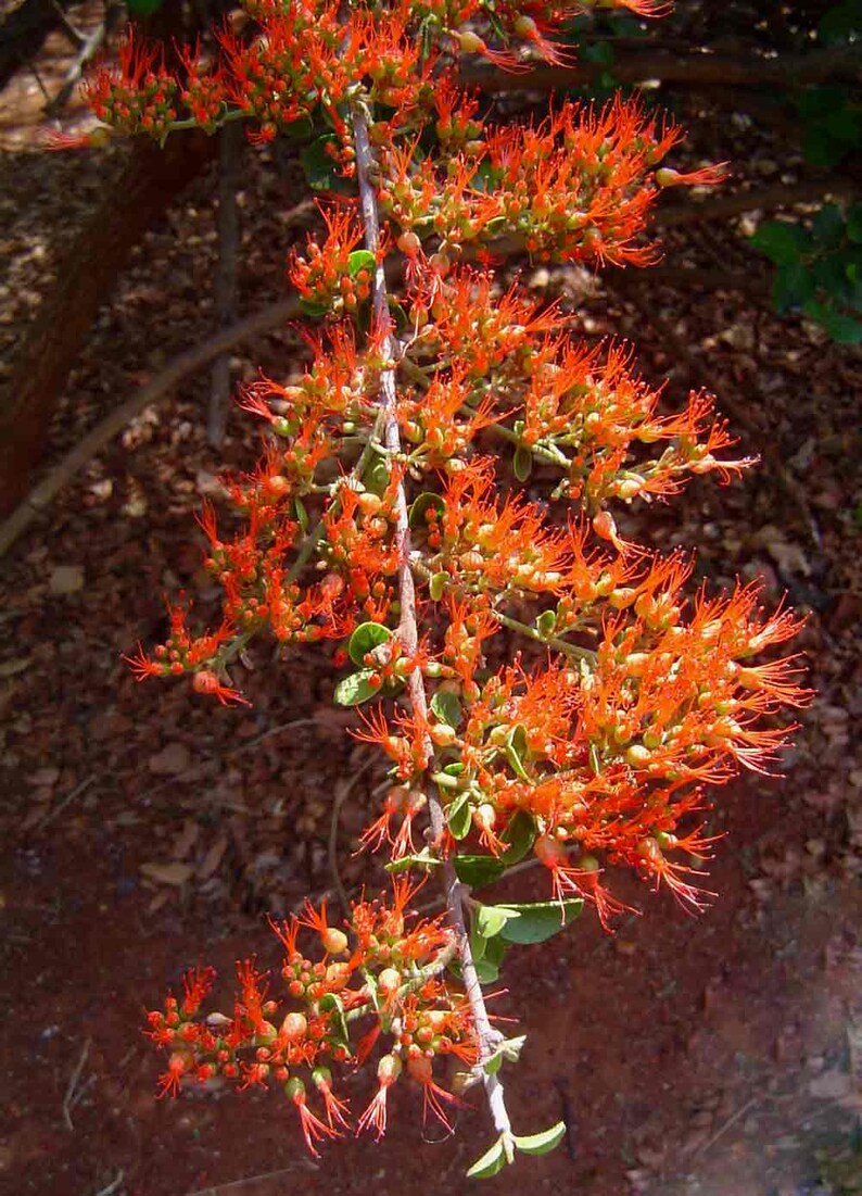 Combretum Microphyllum, Burning Garden Bush or The Flame Creeper Shrub, 5 Seeds image 2